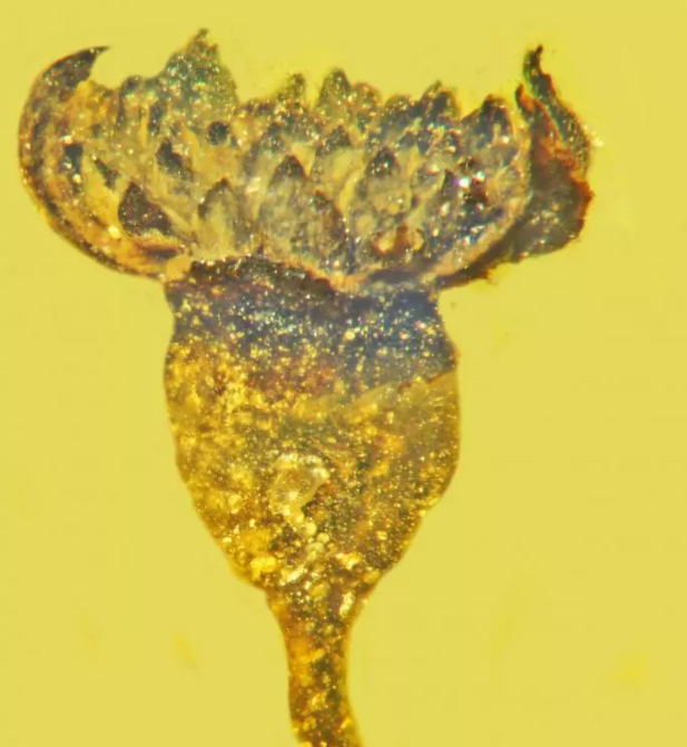 科学家在一亿年前的琥珀中发现“令人惊叹”的新花种