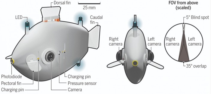 哈佛科学家开发的机器鱼可自主组成“鱼群” 并作为“搜索队”工作