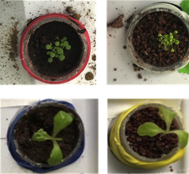 研究发现在火星模拟土壤中种植某些植物需额外添加矿物质