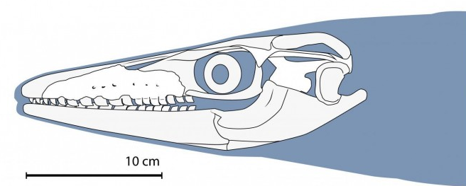 科学家发现江豚大小的新沧龙物种 拥有像鲨鱼一样的牙齿