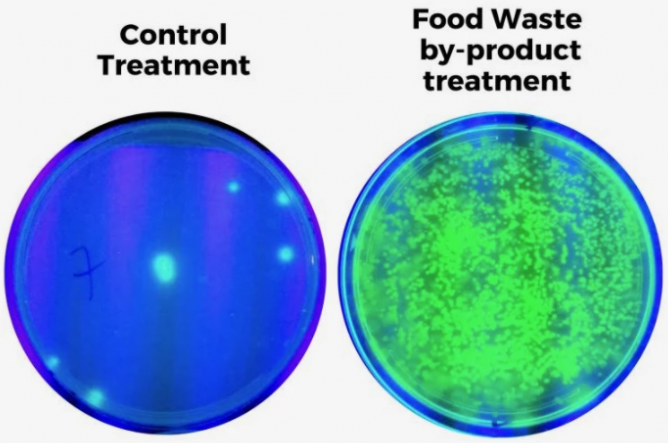 科学家将食物垃圾转化为增菌液体肥料