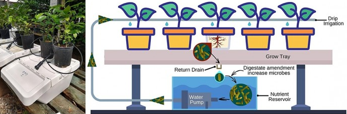 科学家将食物垃圾转化为增菌液体肥料