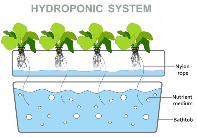 水耕栽培是什么？如何打造一个水培系统？