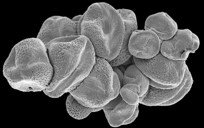 科学家发现4700万前的苍蝇就已经在进食和运输花粉