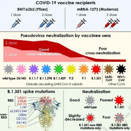 最新《细胞》确认：多种新冠变异病毒，可抵抗疫苗产生的抗体