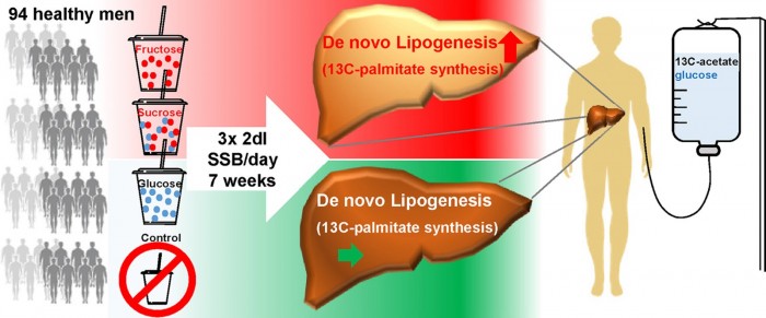 研究发现饮食中的糖类使肝脏的脂肪生成增加一倍