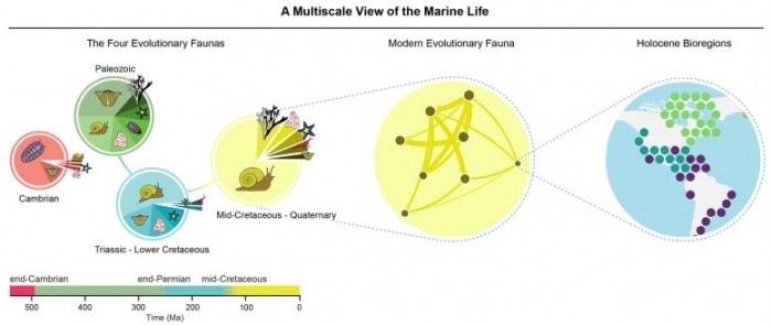 研究称海洋捕食者为生存进行的激烈斗争彻底改变了海洋生态系统