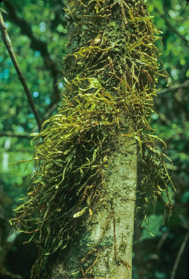 苔藓——宏大世界中的小小植物