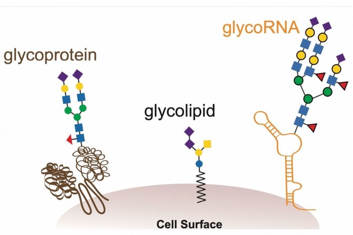 科学家发现颠覆性生物大分子glycoRNA：或是生物所共有的