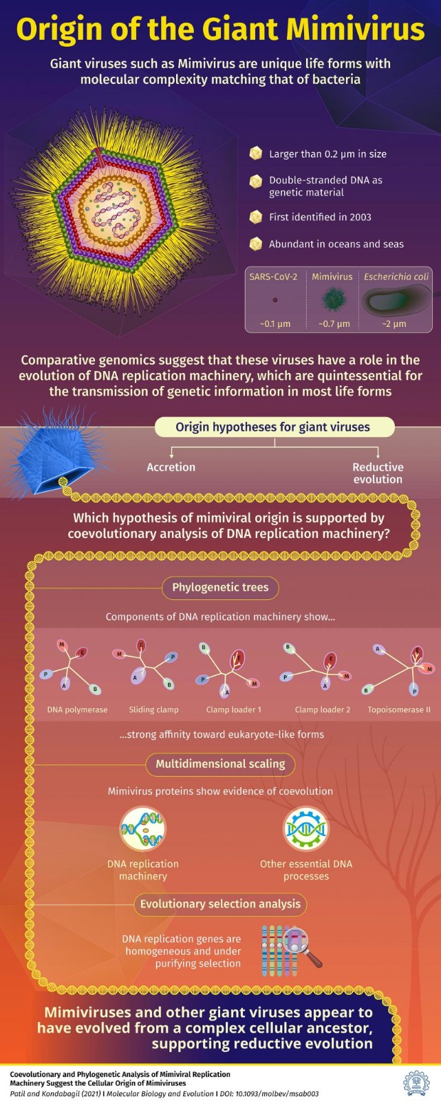 科学家利用DNA追踪巨型病毒的起源