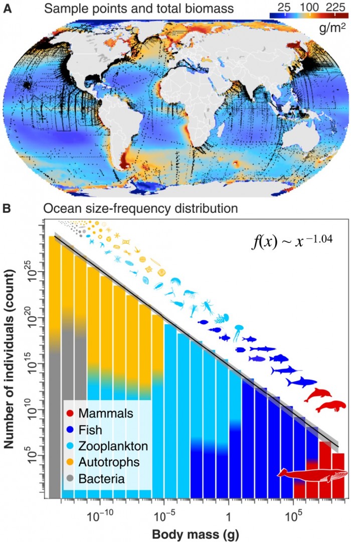 研究考察海洋中所有生物的生物量分布 称人类的影响已对物种产生重大影响