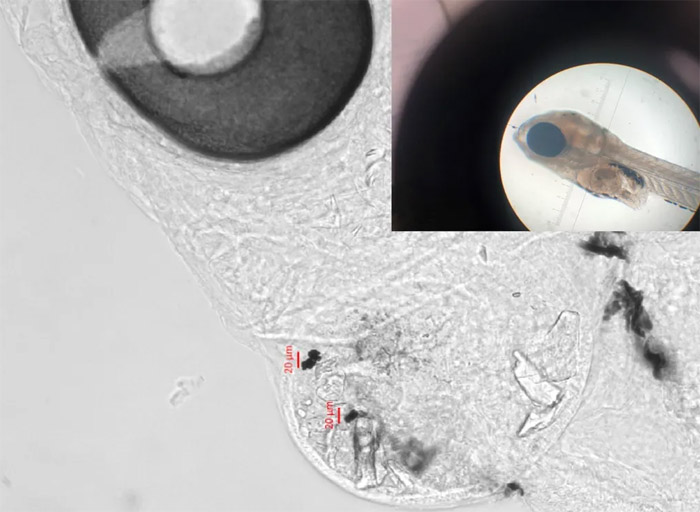 新研究表明轮胎磨损颗粒对海洋生物造成严重有害影响