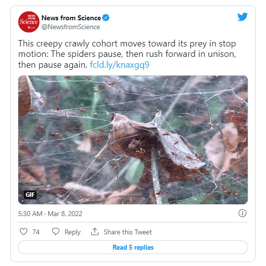 科学家发现了一种成群结队捕食的蜘蛛物种