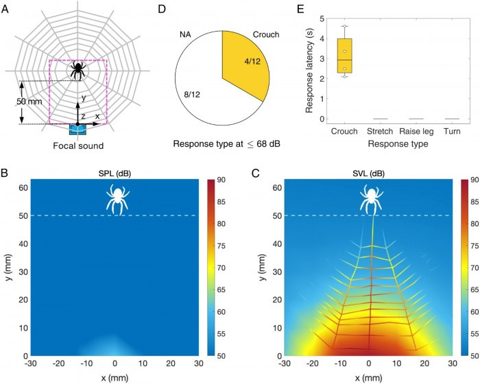 研究：蜘蛛没有耳朵，但它们仍能“听到”声音