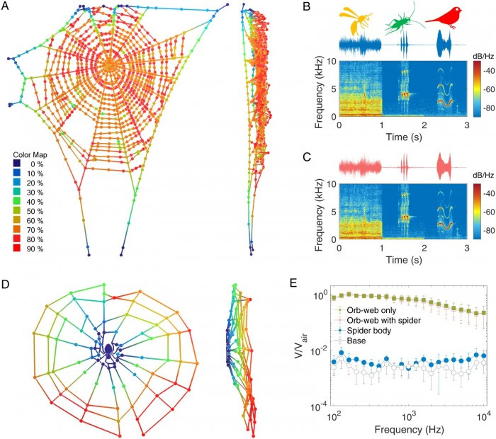 研究：蜘蛛没有耳朵，但它们仍能“听到”声音