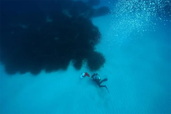 科学家在海洋中的“海草床”下发现大量的糖类物质