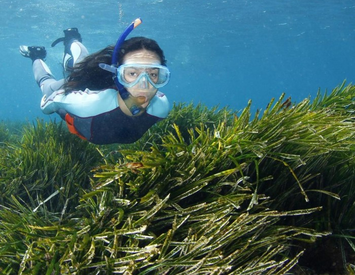 我超甜!海草底部蔗糖浓度约比记录高80倍