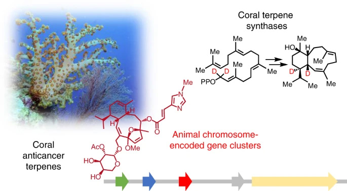 科学家发现软珊瑚是高效抗癌化合物的来源