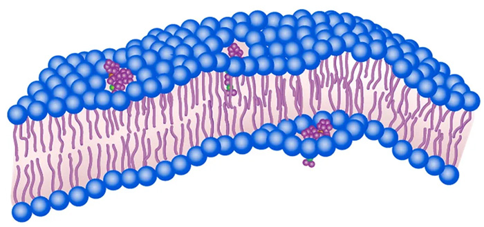 “分子机器”：科学家开发能有效杀死细菌的新纳米级“钻头”