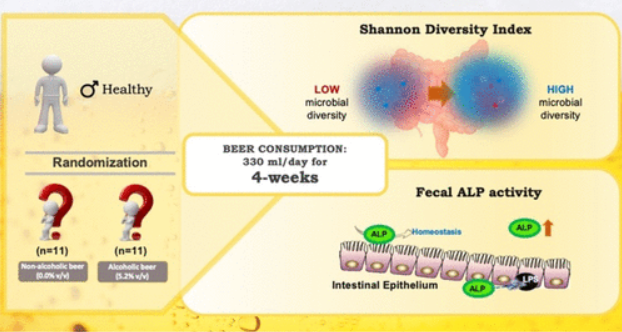 研究表明每天喝一瓶啤酒可以增加肠道细菌的多样性