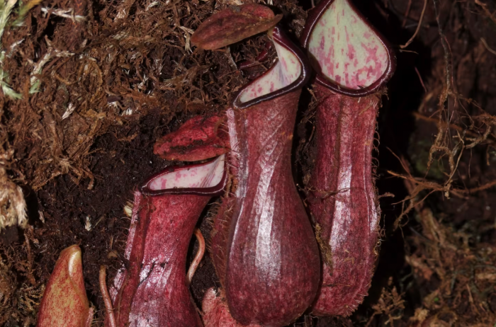 新发现的食肉植物可以捕捉生活在地下的猎物