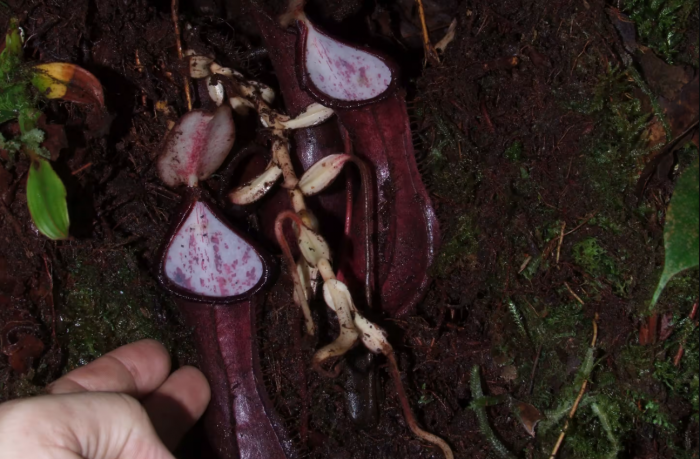 新发现的食肉植物可以捕捉生活在地下的猎物