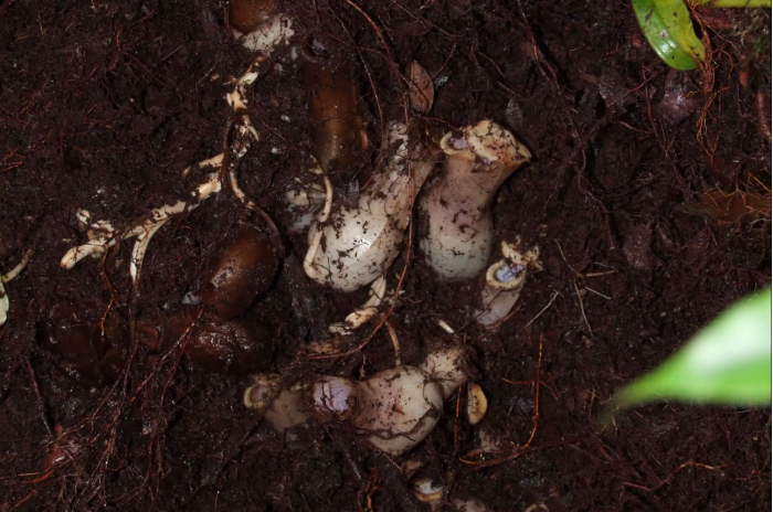 新发现的食肉植物可以捕捉生活在地下的猎物