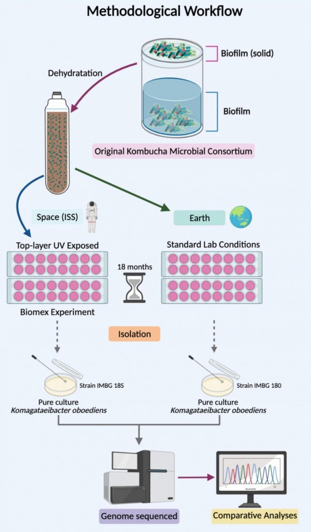 科学家发现生产纤维素的细菌可以在类似火星的环境中生存