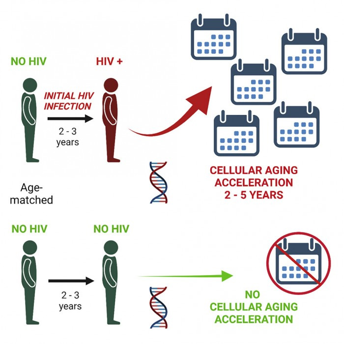 研究：HIV感染可能会使一个人的预期寿命缩短约5年