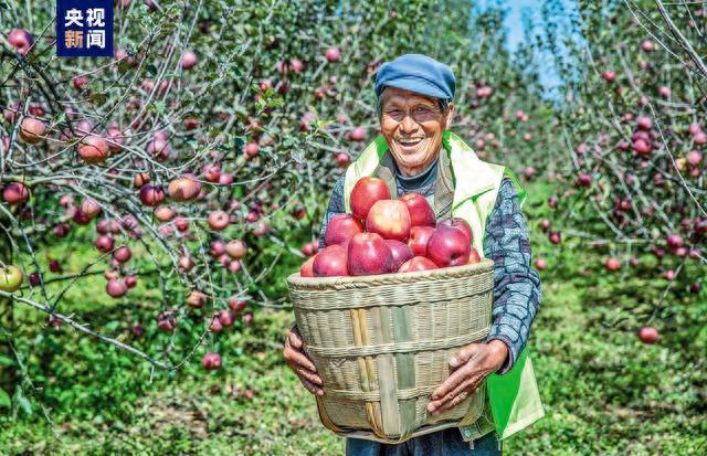 中国苹果产量稳居世界第一